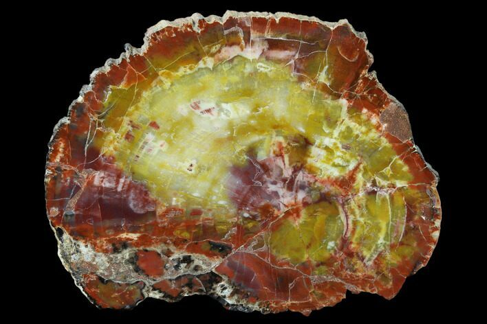 Rainbow Colored, Polished Petrified Wood Round - Arizona #162855